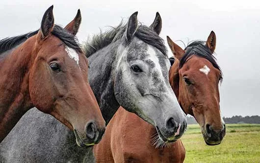 La médiation animale... à quoi ça sert