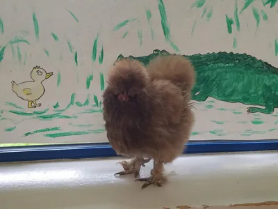 Médiation avec de petits animaux (chien, chat, lapins, poules etc..)