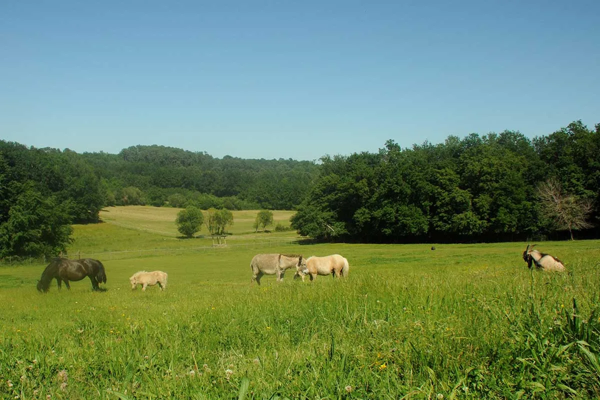 Ferme du kikiwi